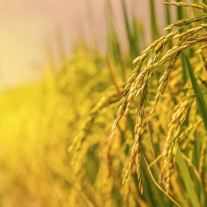 thi-truong-gao-viet-nam-va-co-hoi-kinh-doanh-cho-doanh-nghiep-nong-san-vat-tu-nong-nghiep