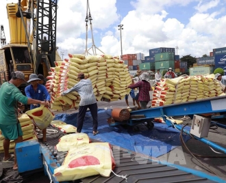 Ngành Gạo Việt Nam Trong Giai Đoạn Chuyển Mình Và Vai Trò Đồng Hành Của Doanh Nghiệp Nông Sản