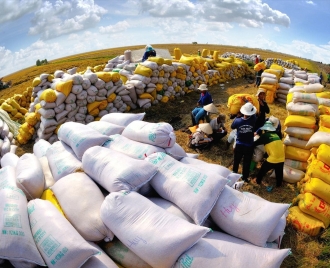 Dự báo xuất khẩu gạo năm 2025 gặp khó khăn